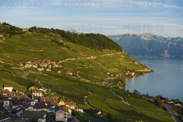 Picturesque village in the vineyards by the lake, Epesses, sunset, Lavaux, UNESCO World Heritage