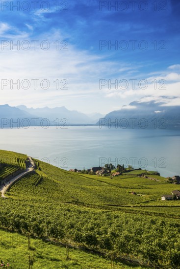 Picturesque village in the vineyards by the lake, Rivaz, Lavaux, UNESCO World Heritage Site, Lake