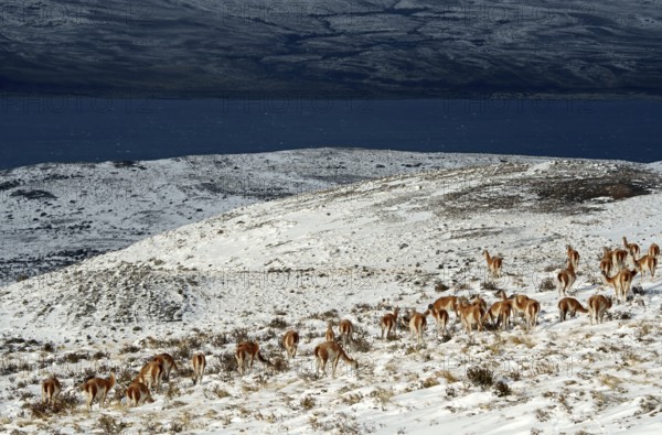 Guanacos (Llama guanicoe) in the snow, Torres del Paine National Park, Patagonia, Chile, South