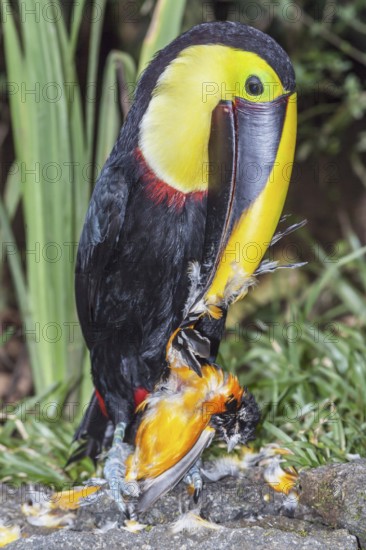 Chestnut-mandibled Toucan (Ramphastos swainsonii) feeding on a smaller bird, Sarapiqui, Costa Rica,