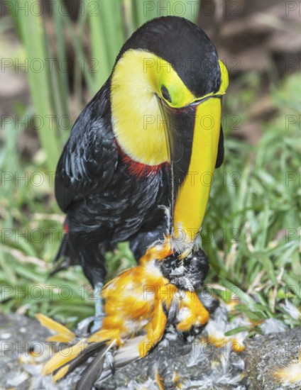 Chestnut-mandibled Toucan (Ramphastos swainsonii) feeding on a smaller bird, Sarapiqui, Costa Rica,