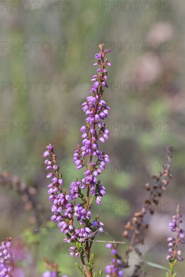 Flowering heather (Calluna vulgaris), heather, Trupacher Heide nature reserve, Siegen, North