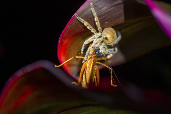 Comb spider (Ctenidae) with captured grasshopper, sitting on a leaf, at night, Puntarenas province,