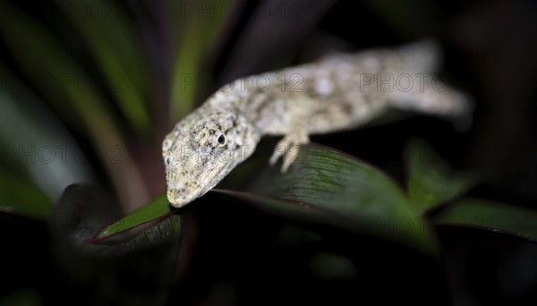 Pacific Lichen Anolis (Adolis charlesmyersi), Anolis sitting on a leaf at night, Puntarenas