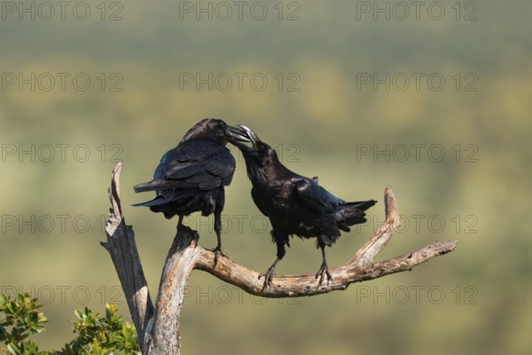 Pair of common ravens (Corvus corax) mating on a branch, Extremadura, Spain