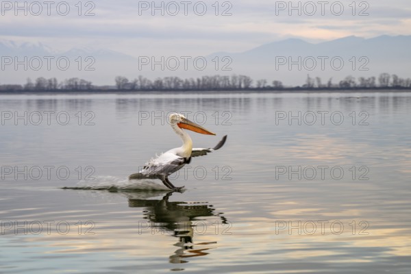 Dalmatian Pelican (Pelecanus crispus), Dalmatian Pelican, landing, long exposure, Lake Kerkini,