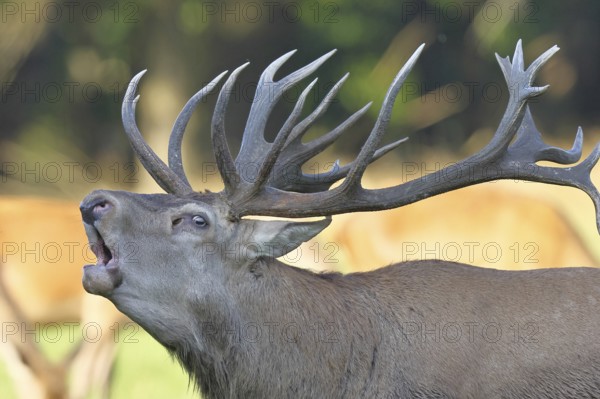 Red deer (Cervus elaphus) during the rutting season, a large stag roaring in a forest clearing,