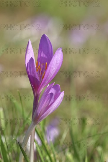 Autumn crocus (Colchicum autumnale), half-opened flowers in a meadow, endangered, protected
