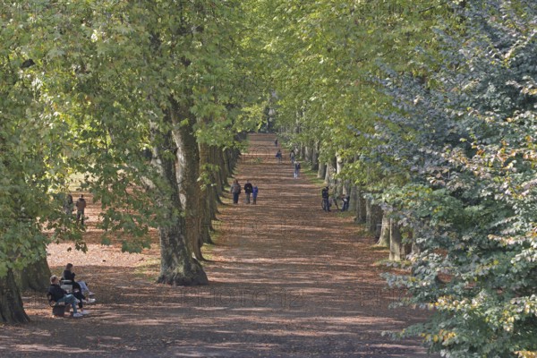 Plane tree avenue with pedestrians and seated persons on park bench, stroller, strolling,