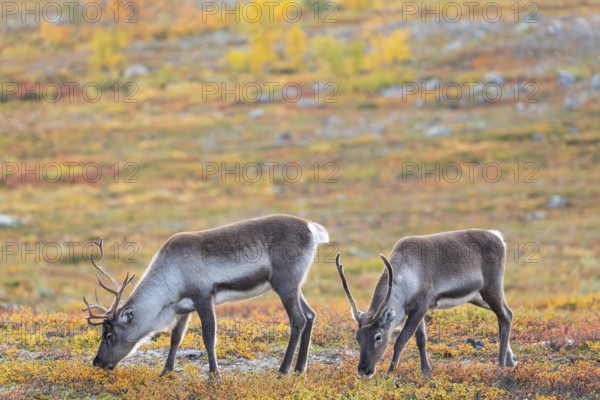 Reindeer herd at Abisko National Park in the colourful autumn of Lapland below Lapporten /