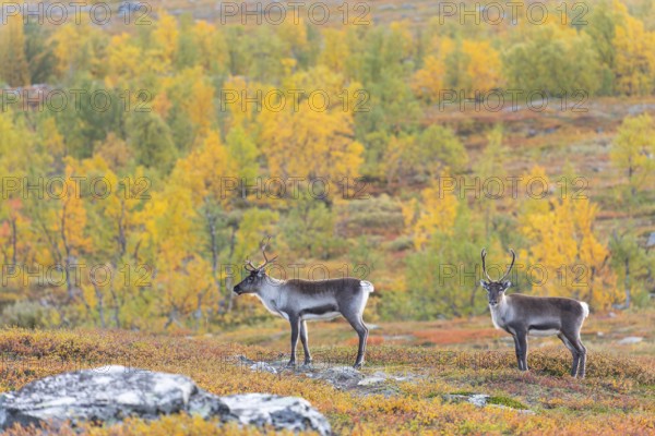 Reindeer herd at Abisko National Park in the colourful autumn of Lapland below Lapporten,