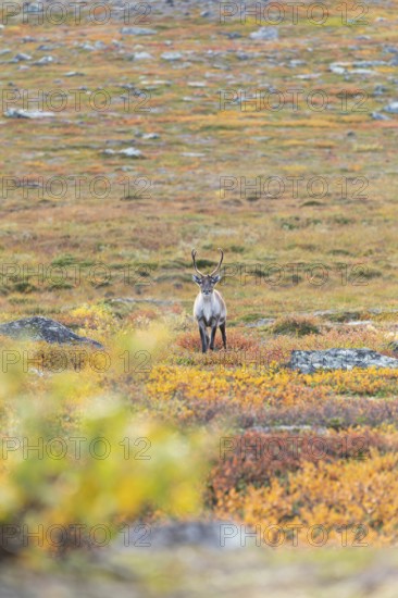 Reindeer at Abisko National Park in the colourful autumn of Lapland below Lapporten, Cuonjávággi