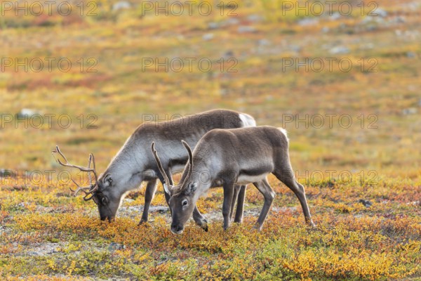 Reindeer herd at Abisko National Park in the colourful autumn of Lapland below Lapporten,
