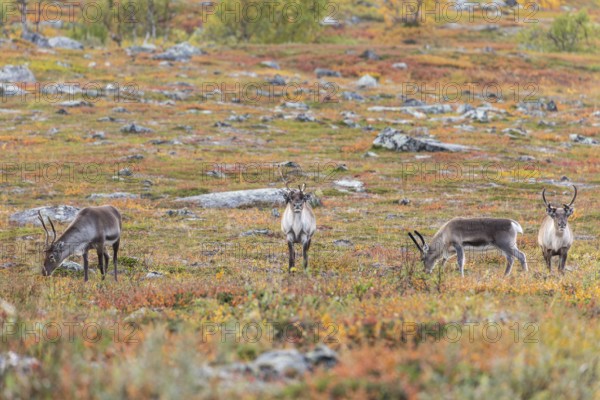 Reindeer herd at Abisko National Park in the colourful autumn of Lapland below Lapporten,