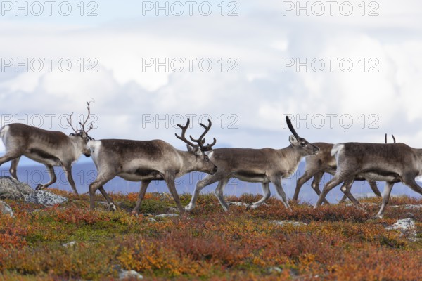 Reindeer herd at Abisko National Park in the colourful autumn of Lapland below Lapporten,