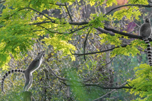 A ring-tailed lemur (Lemur catta) jumps onto a branch against the light on a sunny day. Southern