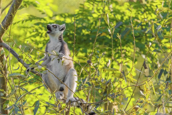 A ring-tailed lemur (Lemur catta) sits on a sunny day high up in a tree eating fresh green leaves.