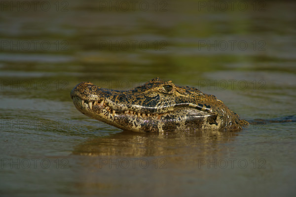 Spectacled caiman (Caiman yacare, Caiman crocodilus yacare), portrait, Pantanal, Brazil, South