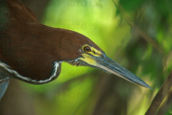 Marbled heron (Tigrisoma lineatum), Pantanal, Brazil, South America