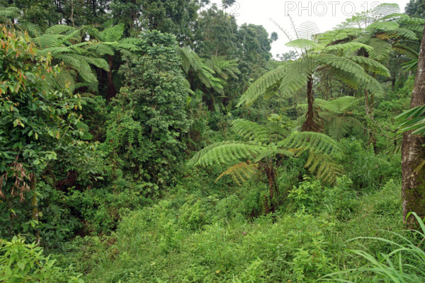 Tree fern Indonesia