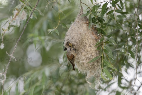 Penduline Tit (Remiz pendulinus), at the nest, feeding young bird in the nest, Danube Delta,