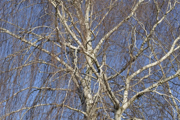 Birke (Betula), Blick in die Baumkronen, blauer Wolkenhimmel, Nordrhein-Westfalen, Deutschland