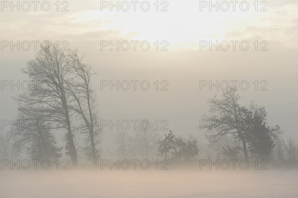 Winterlandschaft im Licht der Morgensonne, aufsteigender Bodennebel über einem Feld,