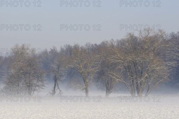 Winterlandschaft, Bodennebel steigt vor schneebedeckten Bäumen auf, Nordrhein-Westfalen,