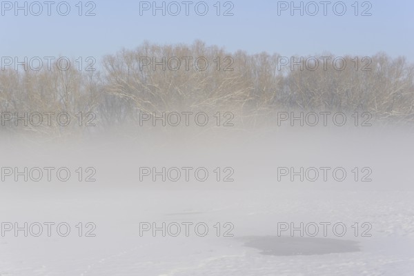 Winterlandschaft, Bodennebel steigt vor schneebedeckten Bäumen auf, blauer Himmel,