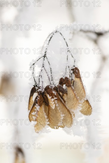 Ice crystals from roarfrost on Amur maple (Acer tataricum subsp. ginnala) seeds at sunshine in