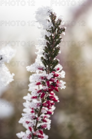 Ice crystals from roarfrost on a winter-flowering heather (Erica carnea) branch at sunshine in