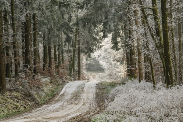 Forest road going through a mixed forest white from roarfrost on a sunny day in winter, Bavaria,