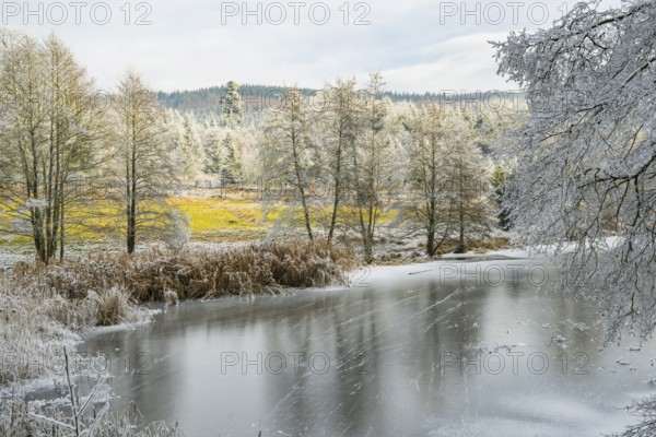 A frozen pont in a valley surrounded by a mixed forest with norway spruce (Picea abies) and