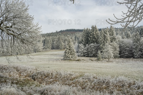 Meadow in a valley surrounded by a mixed forest with norway spruce (Picea abies) and European beech