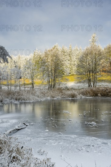 A frozen pont in a valley surrounded by a mixed forest with norway spruce (Picea abies) and