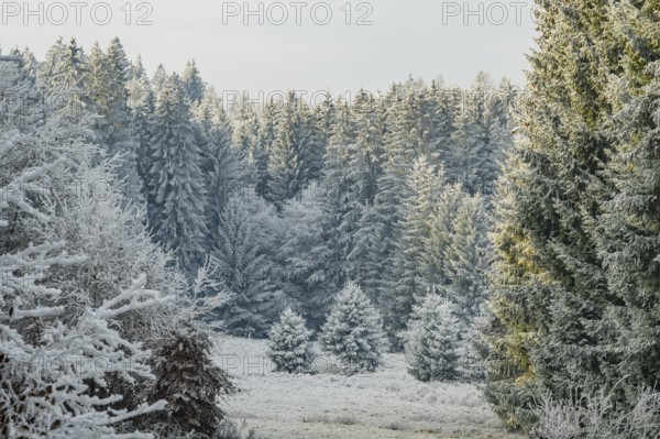 Meadow in a valley surrounded by a mixed forest with norway spruce (Picea abies) and European beech