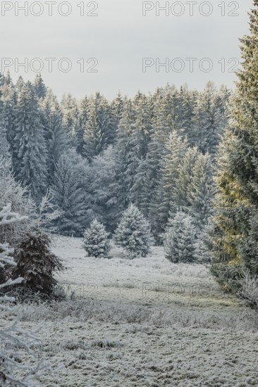 Meadow in a valley surrounded by a mixed forest with norway spruce (Picea abies) and European beech