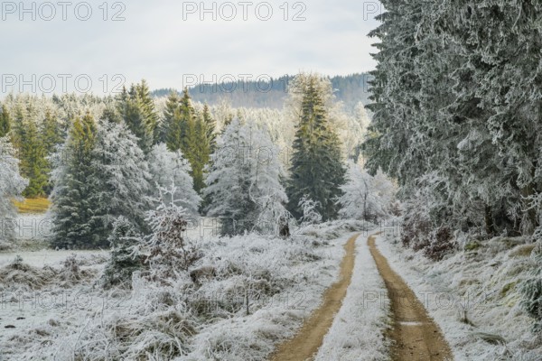 Forest road going through a beautiful landscape with forest, meadows and bushes, white from