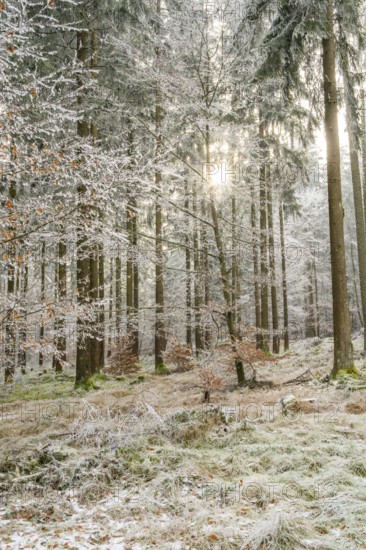 Mixed forest with norway spruce (Picea abies) and European beech (Fagus sylvatica) white from
