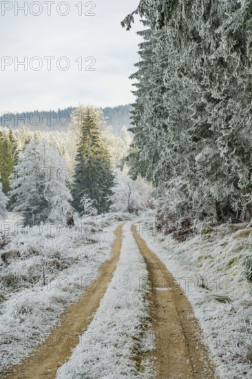 Forest road going through a beautiful landscape with forest, meadows and bushes, white from