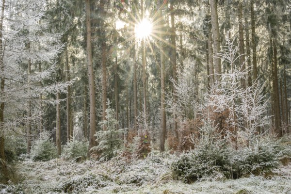 Mixed forest with norway spruce (Picea abies) and European beech (Fagus sylvatica) white from