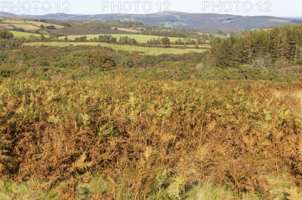 Autumnal colours of autumn vegetation on moorland, near Hayford, Buckfastleigh, Dartmoor national