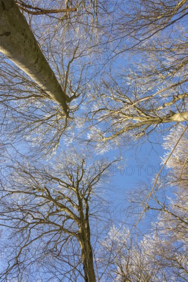 European beech (Fagus sylvatica) trees in a forest with hoarfrost on the branches in winter, Vápec,