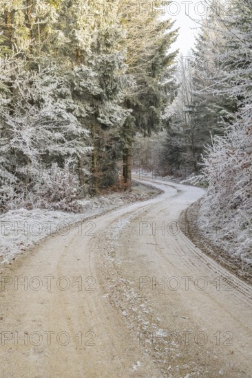 Forest road going through a mixed forest white from roarfrost on a sunny day in winter, Bavaria,