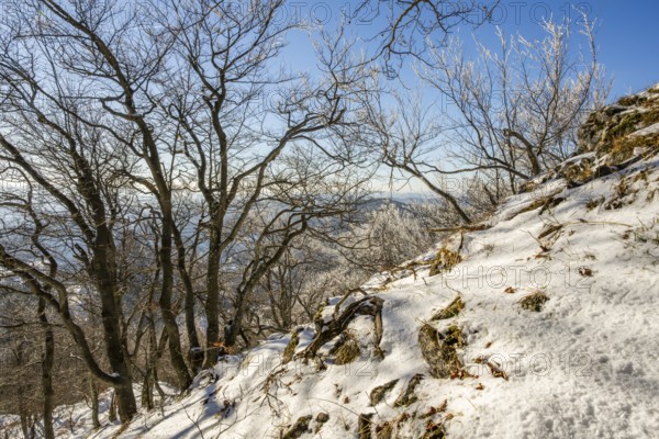 European beech (Fagus sylvatica) trees in a forest with hoarfrost on the branches in winter, Vápec,