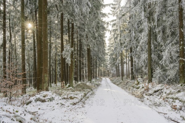 Forest road going through a mixed forest white from roarfrost on a sunny day in winter, Bavaria,