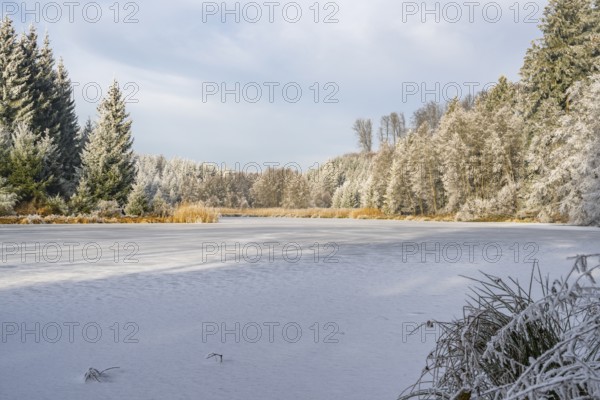A frozen pont in a valley surrounded by a mixed forest with norway spruce (Picea abies) and