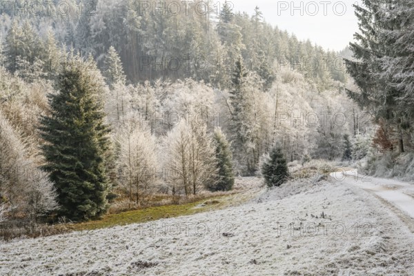 Forest road going through a beautiful landscape with forest, meadows and bushes, white from