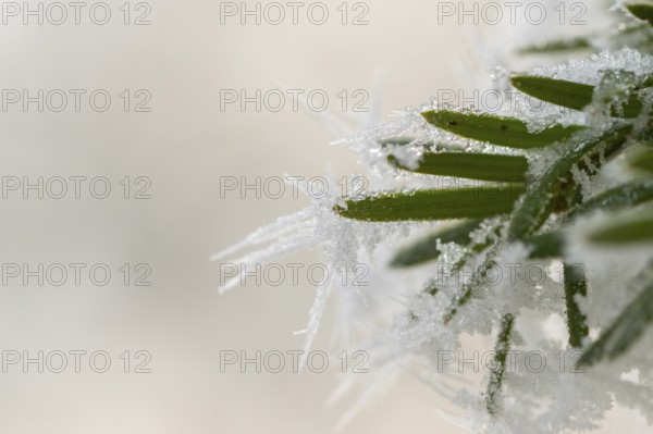 Ice crystals from roarfrost on common yew (Taxus baccata) needles at sunshine in winter, Bavaria,