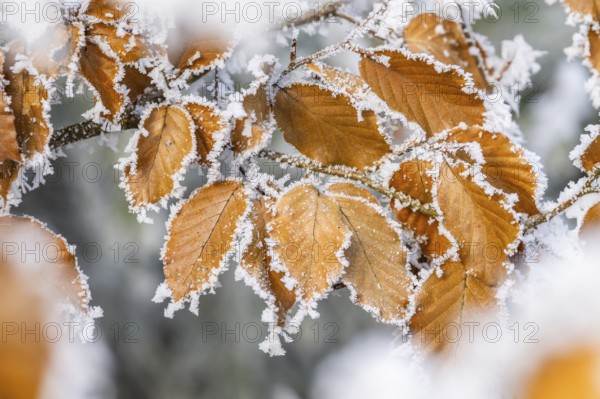 Ice crystals from roarfrost on a common beech (Fagus sylvatica) leaf at sunshine in winter,